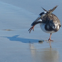 Ruddy Turnstone